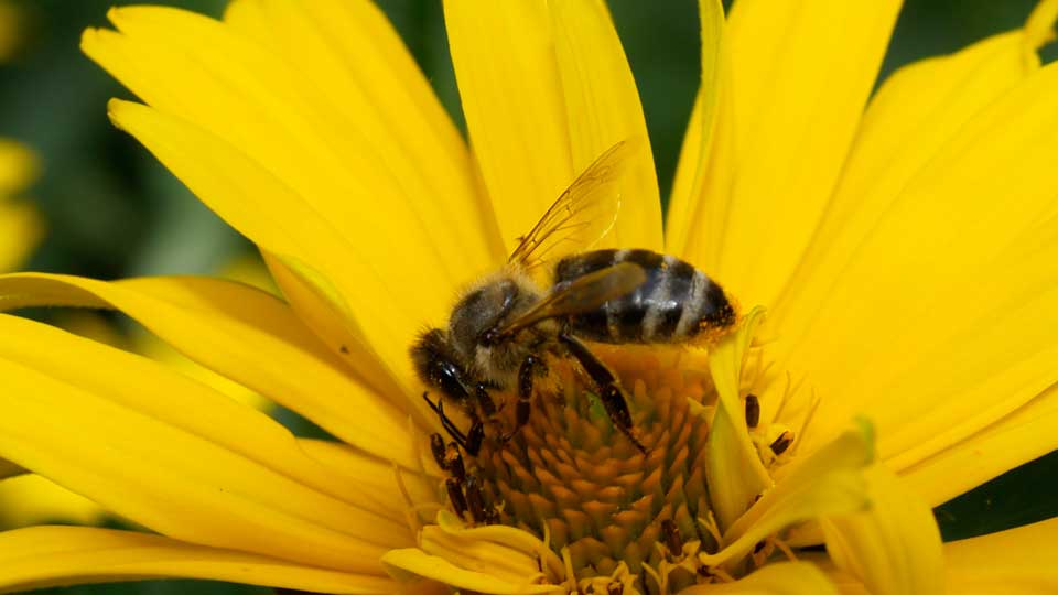 Kamera auf Stativ bei Naturaufnahme