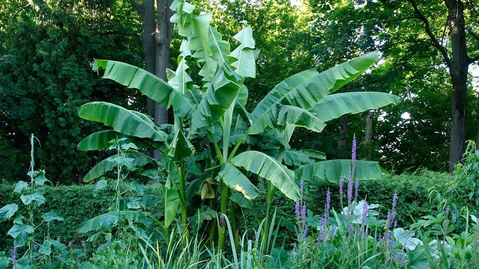 Detail einer Blüte im Garten bei weichem Licht