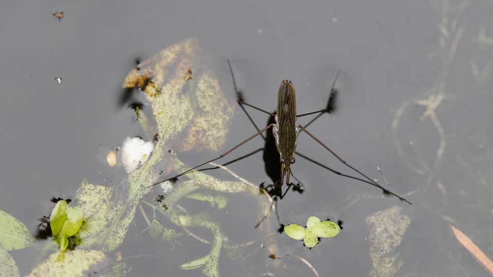 Makro mit Tautropfen auf einer Oberfläche