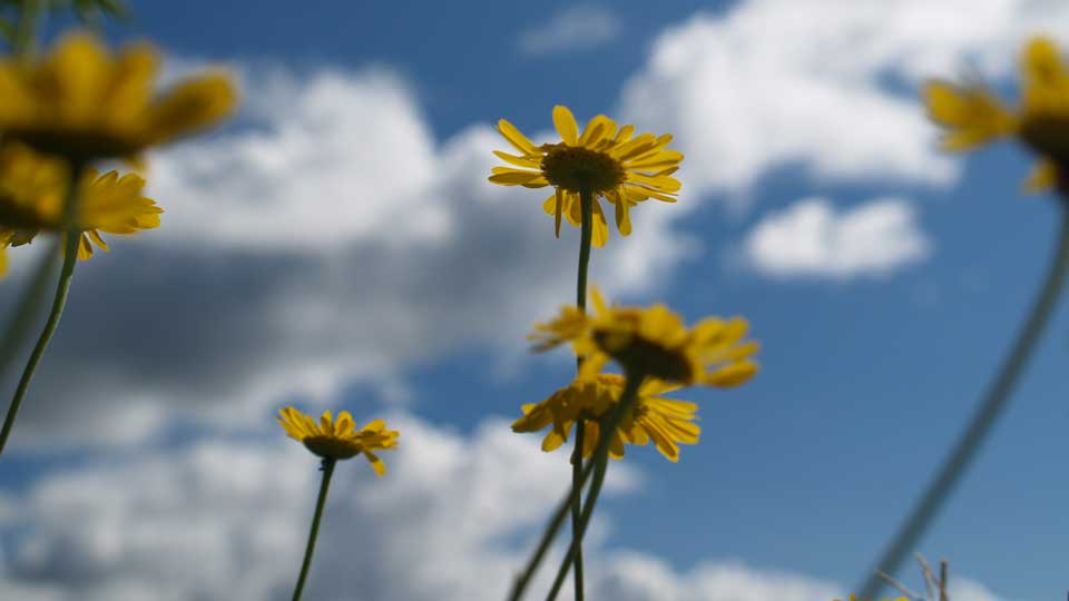 Waldpfad im Morgenlicht
